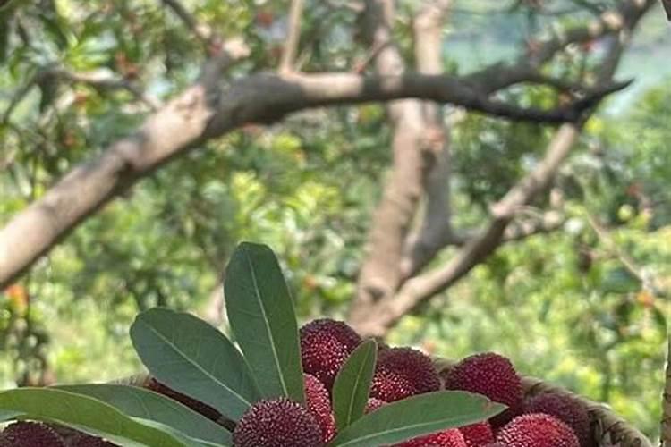 芸豆底肥需不需要复合肥