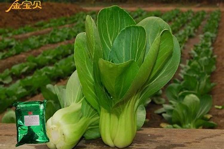 油菜叶子发白是什么原因 油菜叶片白化原因