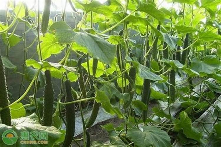 黄瓜开花结果了,这段时间怎么浇水和施肥