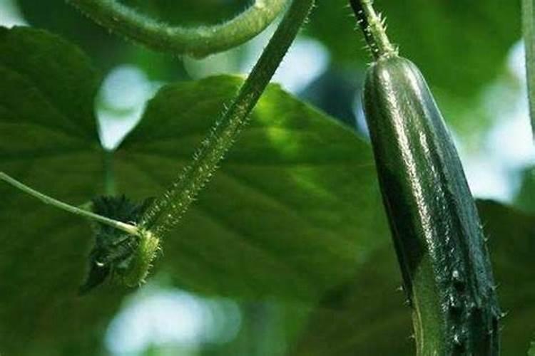 黄瓜开花了最忌讳三个东西