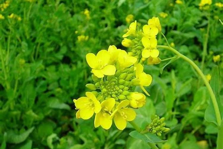 油菜是丢尿素还是淋尿素效果好