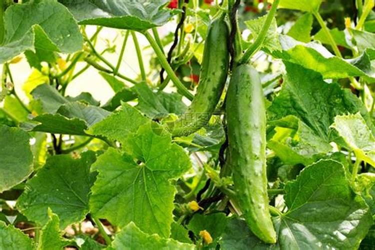 黄瓜开花结果需要施肥吗