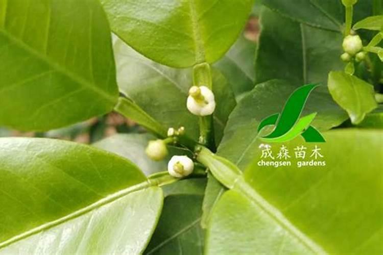 硼肥的用量、作用及使用方法