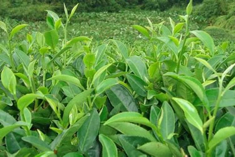 小番茄的卡路里是多少