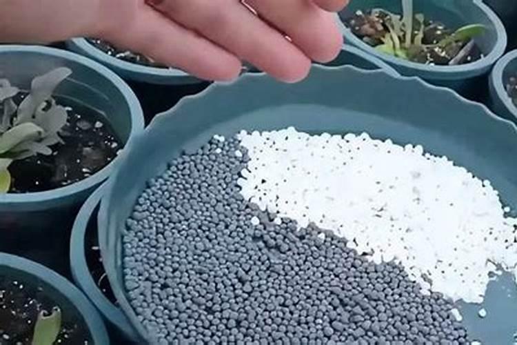 花草初期用什么肥料