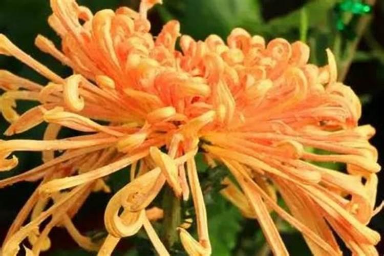 菊花开花期间怎么浇水和施肥,你知道怎么做吗？