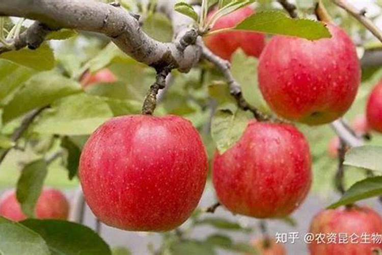 苹果膨大期需要施什么肥料