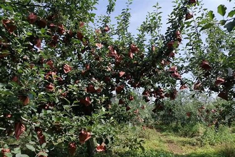 苹果用什么水溶肥好 主要是促进果树生长