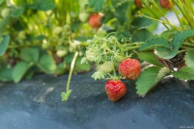 黄腐酸化肥和腐植酸化肥那个好