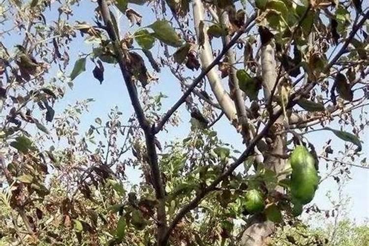 辣椒榕定植技巧