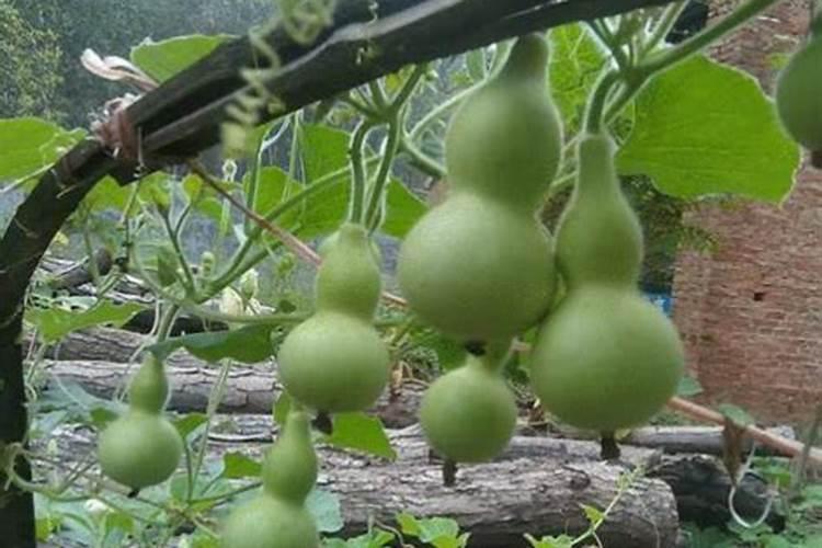 枣树几月发芽几月开花