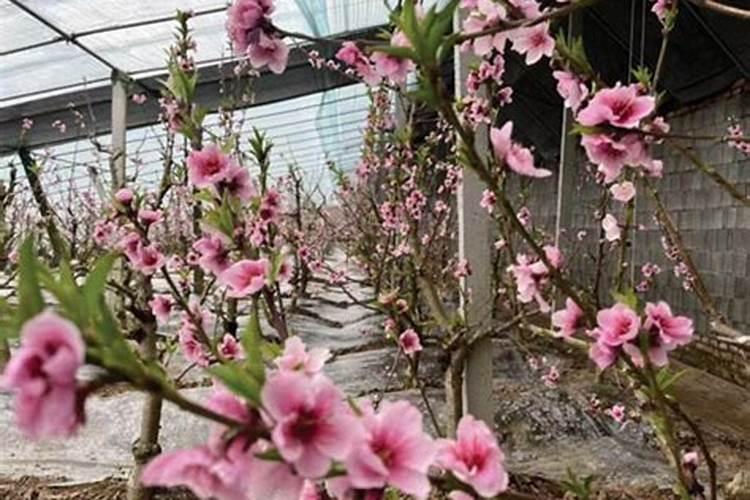 河南柘城钻石批发市场