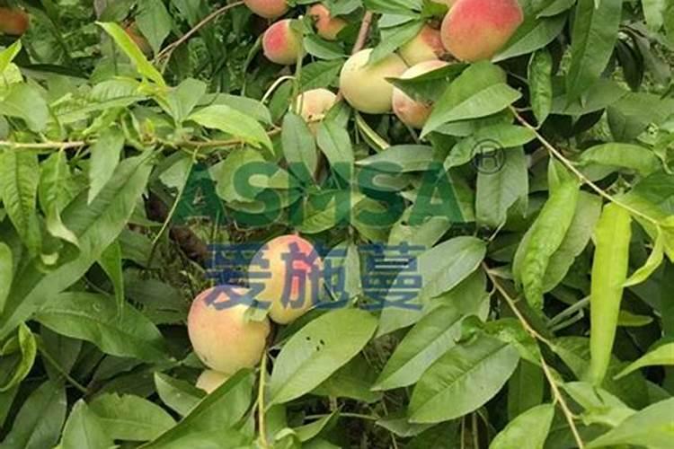 进口十大水溶肥品牌