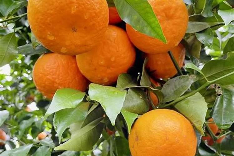 水溶肥怎么用效果好？