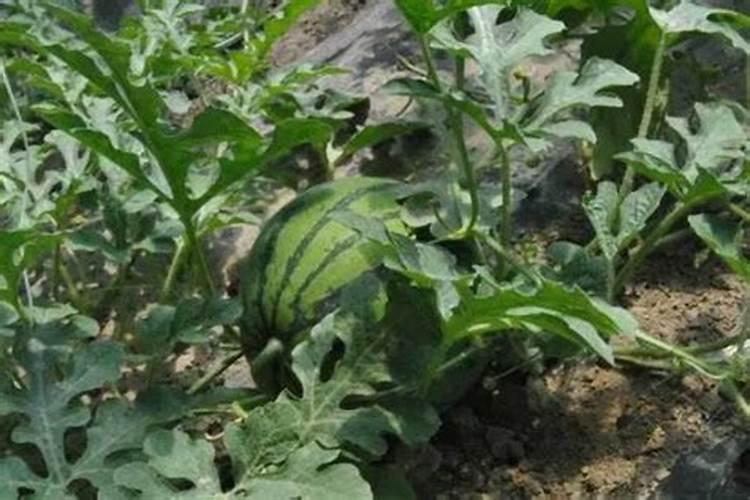 西瓜秧长的旺怎么办