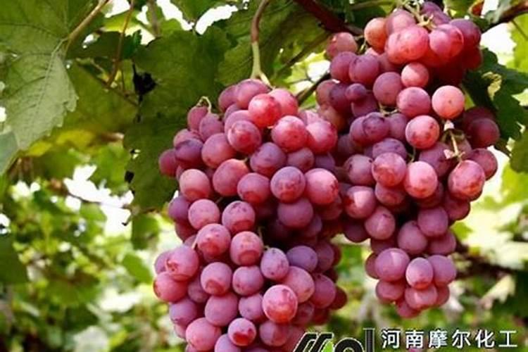 目前最好的磷酸二氢钾