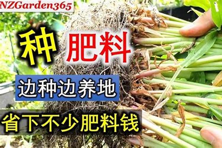 种菜肥料上多了怎么办