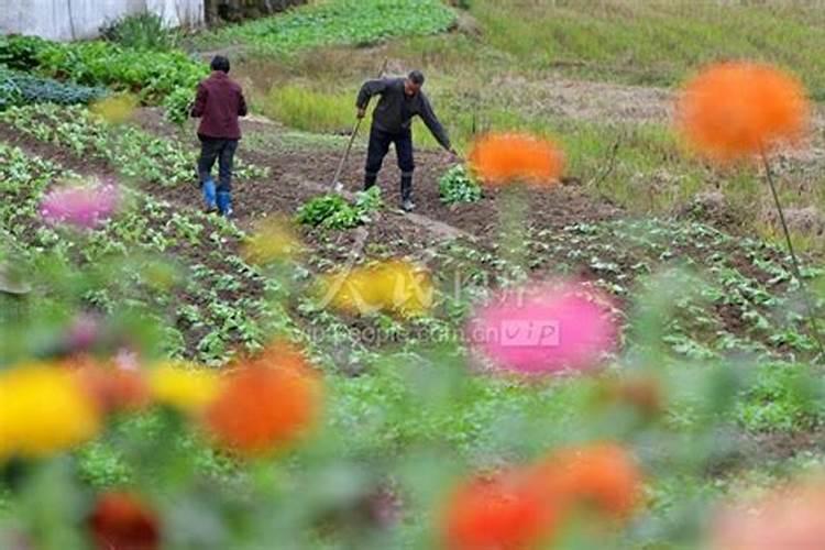 种菜羊粪放多了烧苗怎么办？