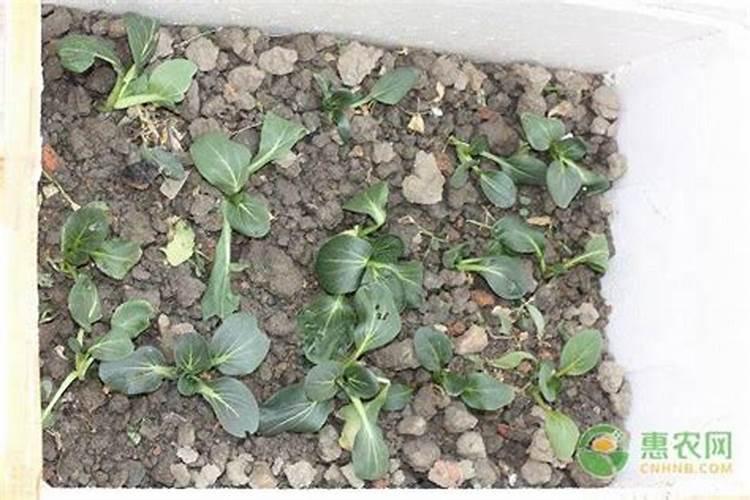 生菜施肥多了叶子变黄有什么补救方法