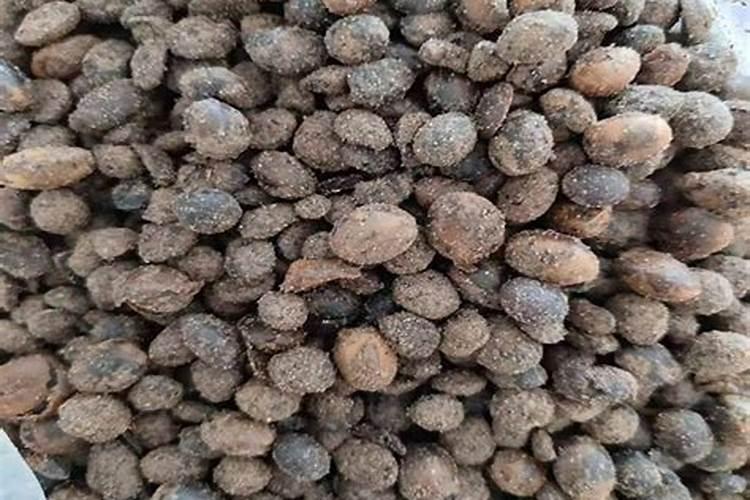 油菜播种没下雨,十多天还会发芽吗