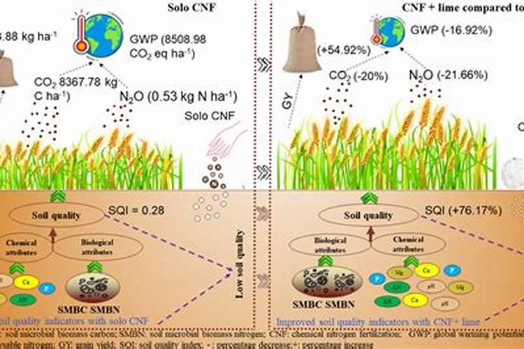 果树能同时施石灰和化肥吗