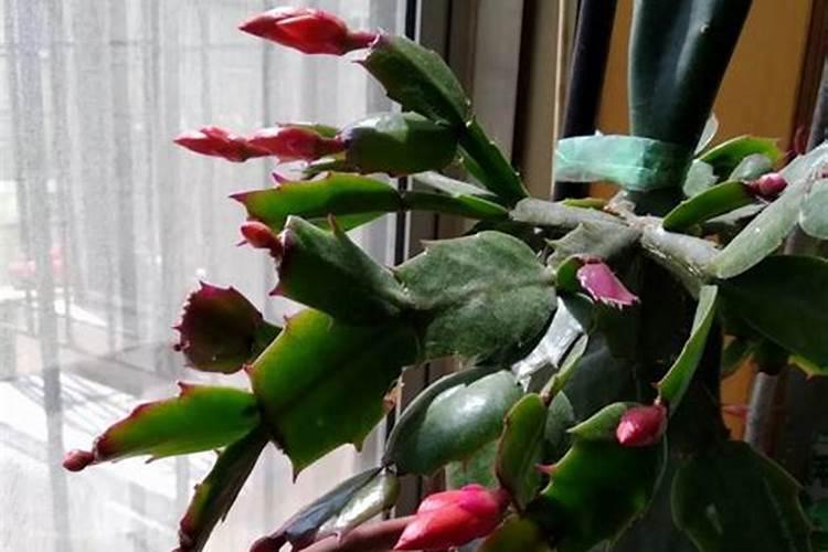 芸苔素多久喷一次