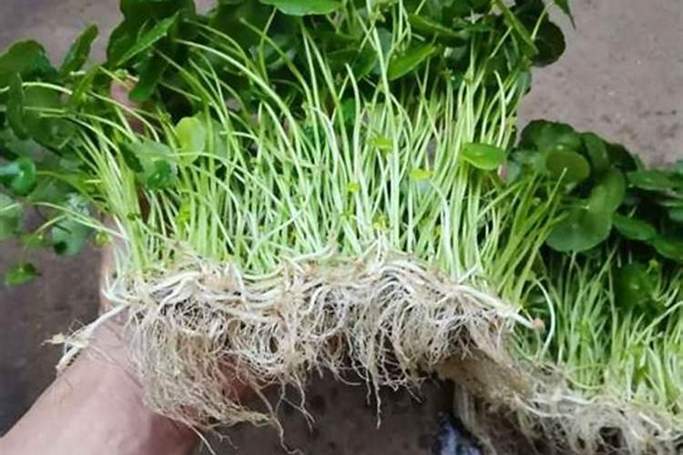 金桔为什么不能用营养土？