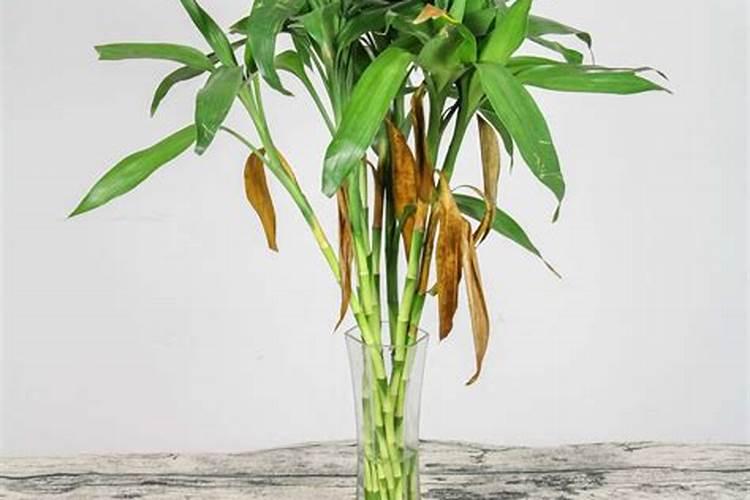 阿司匹林对植物的作用与用途 用于植物种植的效果