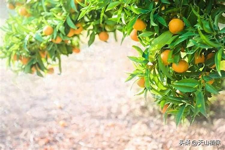 柑橘开花时期适合用啥肥料