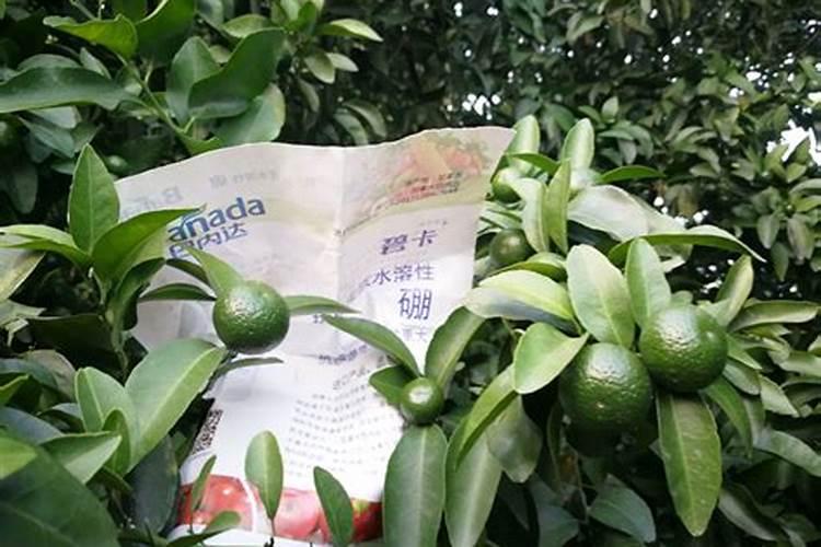 柑橘幼树该如何施硼锌铁镁肥？