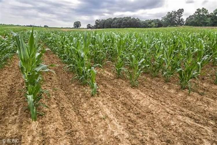 山东德州夏玉米亩产2000斤种植技术