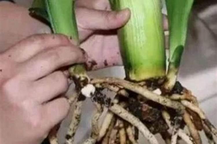 赤霉素氯吡脲可以浇灌根吗？
