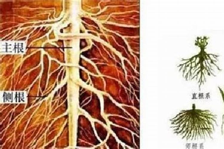 使用水溶性肥料有什么好处？它们在哪里使用以及有何用途