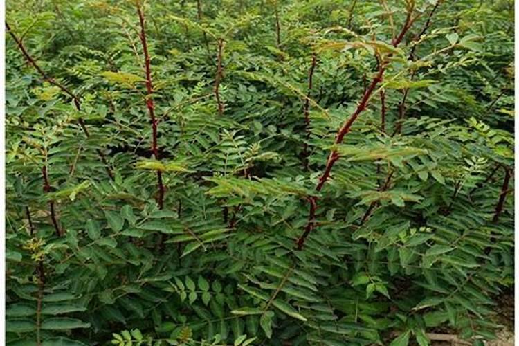 刚结果的花椒树上什么肥好
