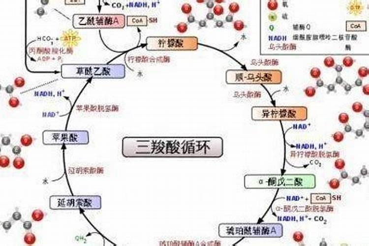 虾黑了是什么原因,可以吃吗