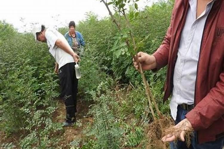 花椒树施什么肥