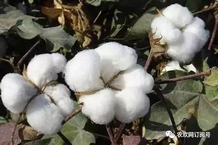 玉米几叶能用芸苔素,芸苔素多久喷一次