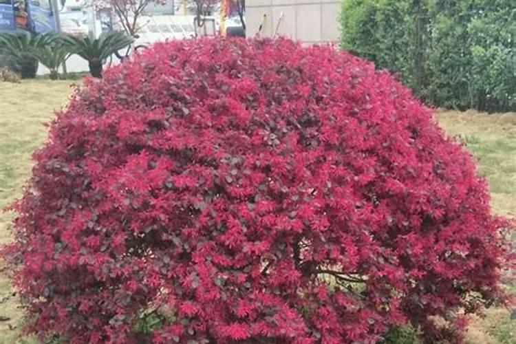 大蒜怎么就出现发绿的情况了