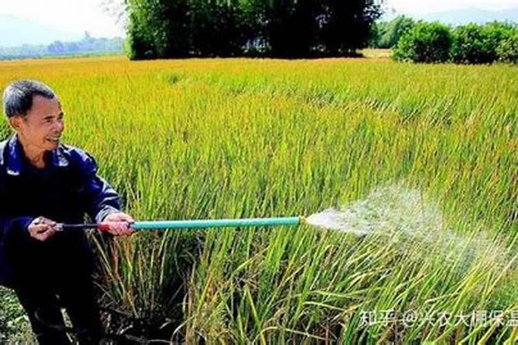 玉米什么时候喷施芸苔素