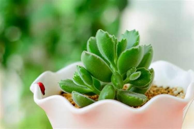 邯郸十大名小吃有哪些？