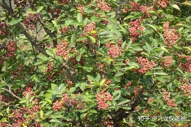 一个花菜能长出多少个花苞？