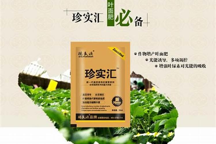打叶面肥多久下雨不影响效果