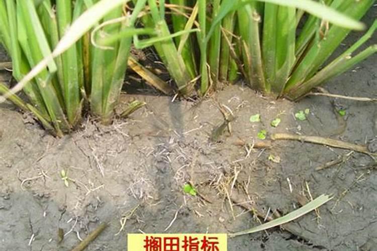 常见的氮肥、磷肥、钾肥、复合肥有哪些……