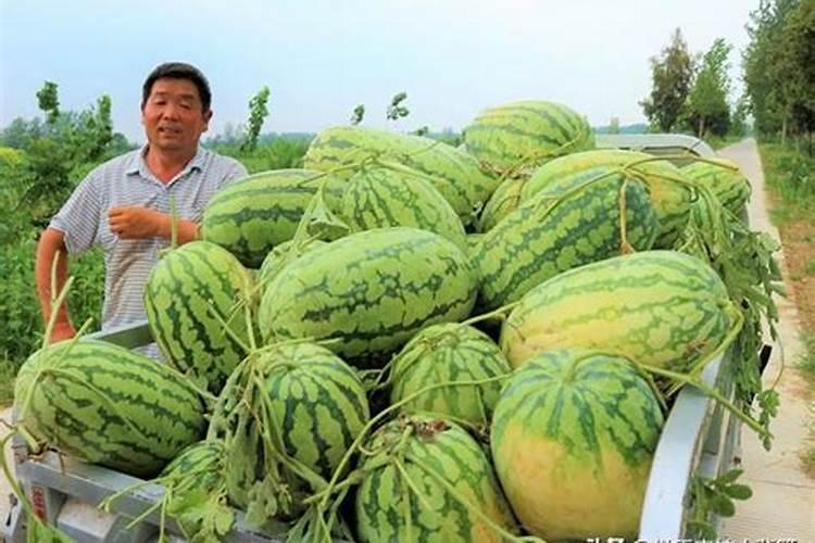 文竹叶子可以喷磷酸二氢钾吗