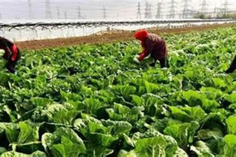 大通草放什么肥料长得快