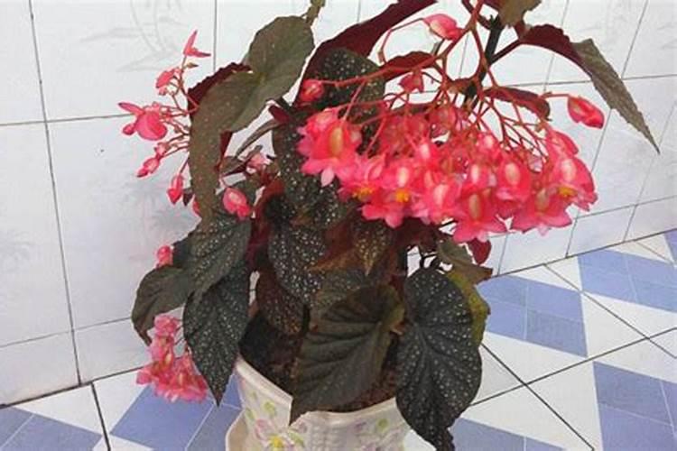 玉米如何使用叶面肥