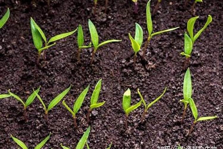 水产养殖中红糖和黄腐酸钾一起可以肥水吗