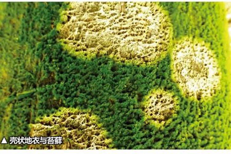 荔枝掉果用什么药