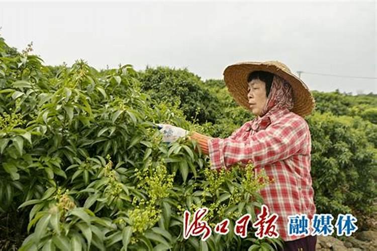 荔枝保花保果农药最佳配方