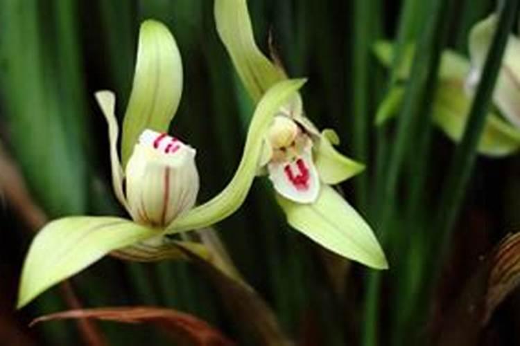 笋叶能吃不能吃